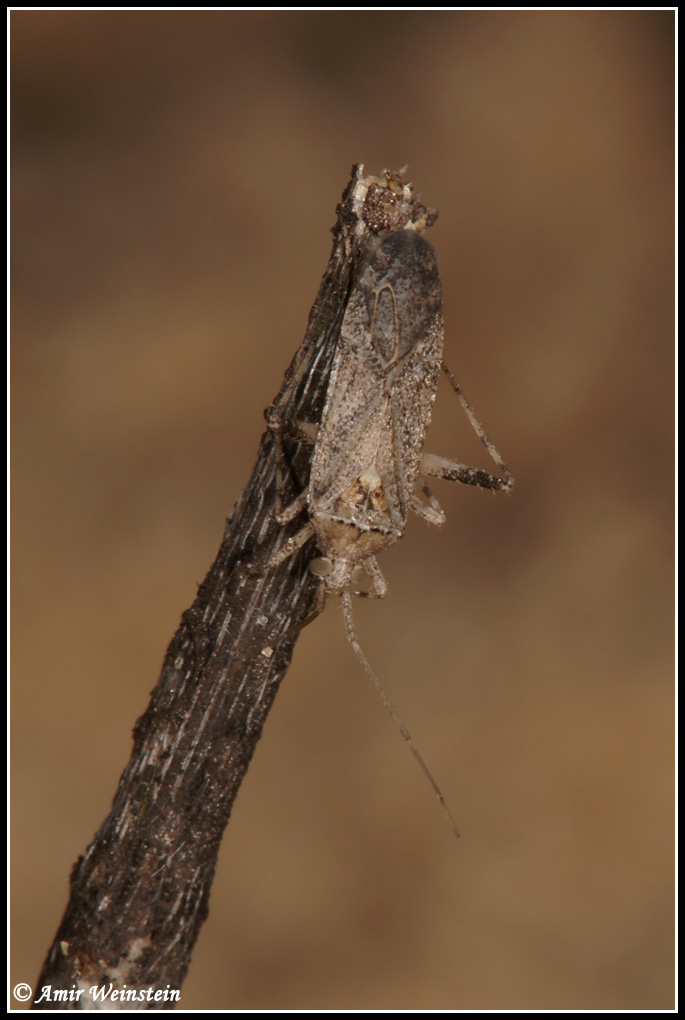 Heteroptera d''Israele - Miridae